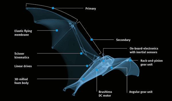 00000-bionicflyingfox-info-en-1532x900px.jpg